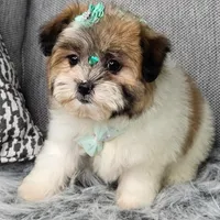 Zara, a female Shihpoo for sale in Oxford, CT – Photo 5 of 5