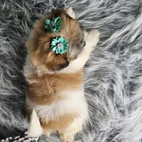 Zara, a female Shihpoo for sale in Oxford, CT – Photo 4 of 5