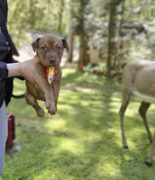 Chocolate, a male English Bulldog and American Leopard Hound for sale in Oxford, CT – 4 of 9