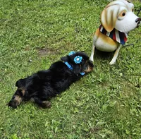 Godiva, a female Yorkshire Terrier for sale in Oxford, CT – 4 of 6
