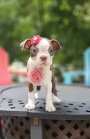 tesla, a female Boston Terrier for sale in Oxford, CT – 4 of 6
