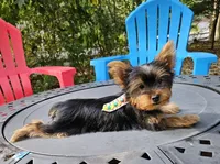 Lupi, a male Yorkshire Terrier for sale in Oxford, CT – Photo 2 of 6