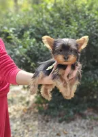 Lupi, a male Yorkshire Terrier for sale in Oxford, CT – Photo 3 of 6