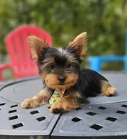 Lupi, a male Yorkshire Terrier for sale in Oxford, CT – Photo 4 of 6