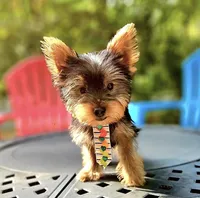 Lupi, a male Yorkshire Terrier for sale in Oxford, CT – Photo 6 of 6