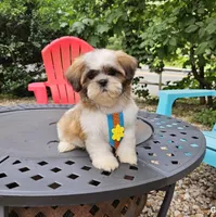 Bentley, a male Shih Tzu for sale in Oxford, CT – 4 of 5
