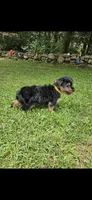 Sunny, a male Morkie for sale in Oxford, CT – 6 of 6
