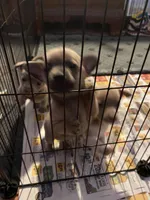 Dark face brown , a male Chihuahua for sale in Salisbury, NC – Photo 6 of 10