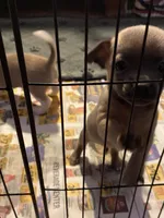 Dark face brown , a male Chihuahua for sale in Salisbury, NC – Photo 3 of 10
