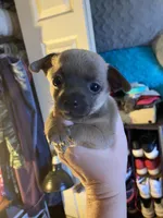 Dark face brown , a male Chihuahua for sale in Salisbury, NC – Photo 1 of 10