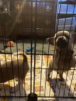 Dark face brown , a male Chihuahua for sale in Salisbury, NC – Photo 7 of 10