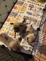 Dark face brown , a male Chihuahua for sale in Salisbury, NC – Photo 10 of 10