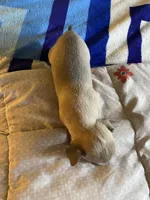 Dark face brown , a male Chihuahua for sale in Salisbury, NC – Photo 5 of 10