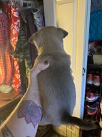 Dark face brown , a male Chihuahua for sale in Salisbury, NC – Photo 2 of 10