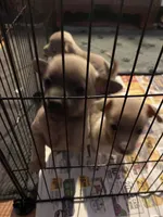 Dark face brown , a male Chihuahua for sale in Salisbury, NC – Photo 8 of 10