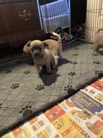 Dark face brown , a male Chihuahua for sale in Salisbury, NC – Photo 9 of 10