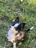 Oreo, a male Chihuahua for sale in Salisbury, NC – 3 of 7
