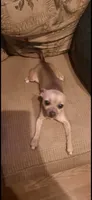 (Ben) blue male, a male Chihuahua for sale in Salisbury, NC – 8 of 10