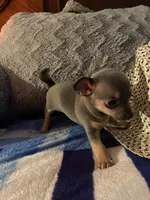 Blue boy, a male Chihuahua for sale in Salisbury, NC – 3 of 10