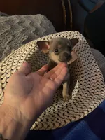 Blue boy, a male Chihuahua for sale in Salisbury, NC – 7 of 10