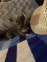 Girl chihuahua , a female Chihuahua for sale in Salisbury, NC – 9 of 10