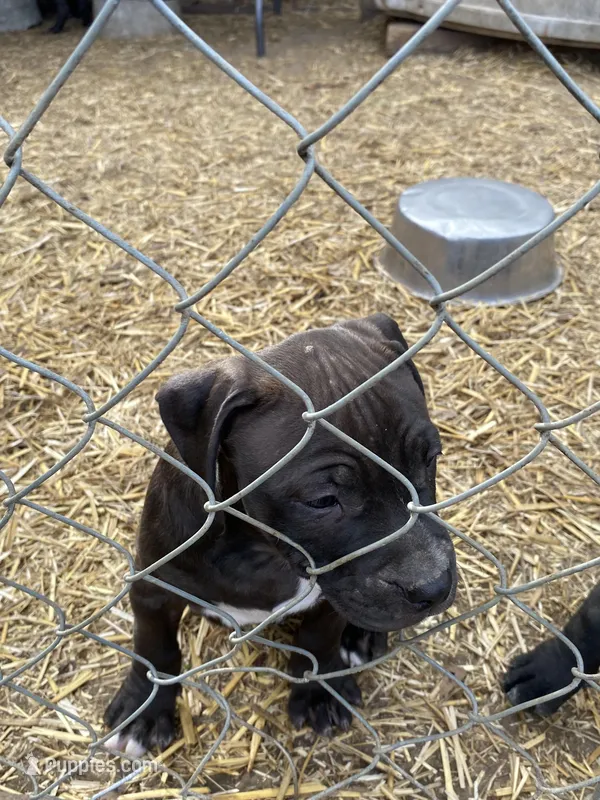 Pitty – American Pit Bull Terrier puppy for sale in Salisbury, NC