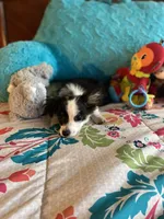 Oreo, a male Chihuahua for sale in Salisbury, NC – Photo 4 of 7