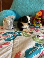 Oreo, a male Chihuahua for sale in Salisbury, NC – Photo 2 of 7