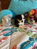 Oreo, a male Chihuahua for sale in Salisbury, NC – Photo 3 of 7