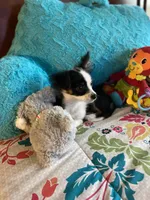 Oreo, a male Chihuahua for sale in Salisbury, NC – Photo 7 of 7