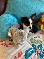 Oreo, a male Chihuahua for sale in Salisbury, NC – Photo 1 of 7