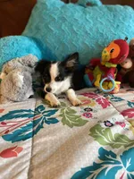 Oreo, a male Chihuahua for sale in Salisbury, NC – Photo 5 of 7