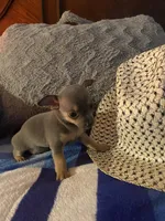 Blue boy, a male Chihuahua for sale in Salisbury, NC – 10 of 10