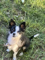 Oreo, a male Chihuahua for sale in Salisbury, NC – 4 of 7
