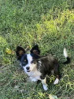 Oreo, a male Chihuahua for sale in Salisbury, NC – 7 of 7