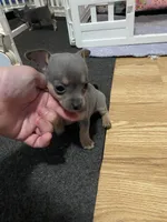 Rosemary , a female Chihuahua for sale in Salisbury, NC – 7 of 10