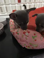Rosemary , a female Chihuahua for sale in Salisbury, NC – 1 of 10