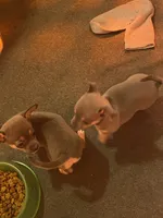 Blue boy, a male Chihuahua for sale in Salisbury, NC – 9 of 10