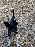 Fee fee, a female Chihuahua for sale in Salisbury, NC – 3 of 7