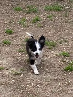 Oreo, a male Chihuahua for sale in Salisbury, NC – Photo 1 of 10