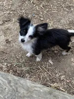 Oreo, a male Chihuahua for sale in Salisbury, NC – Photo 8 of 10