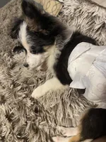 Oreo, a male Chihuahua for sale in Salisbury, NC – Photo 6 of 10