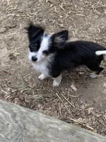 Oreo, a male Chihuahua for sale in Salisbury, NC – Photo 3 of 10