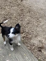 Oreo, a male Chihuahua for sale in Salisbury, NC – Photo 10 of 10
