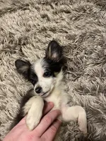 Oreo, a male Chihuahua for sale in Salisbury, NC – Photo 5 of 10