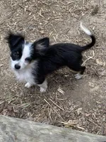 Oreo, a male Chihuahua for sale in Salisbury, NC – Photo 7 of 10