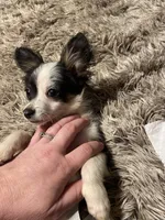 Oreo, a male Chihuahua for sale in Salisbury, NC – Photo 4 of 10