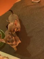 Blue boy, a male Chihuahua for sale in Salisbury, NC – 6 of 10