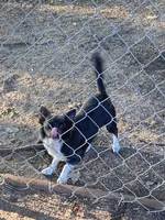 Sky, a female Chihuahua for sale in Salisbury, NC – 2 of 7