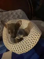 Girl chihuahua , a female Chihuahua for sale in Salisbury, NC – 2 of 10